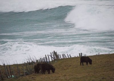 Foals eating oblivious to the sea behind them.