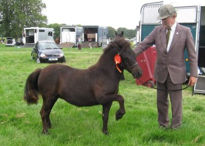 Equine Strictly Come Dancing.