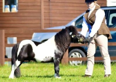 Bonny's Tarnbeck Outlaw standing square