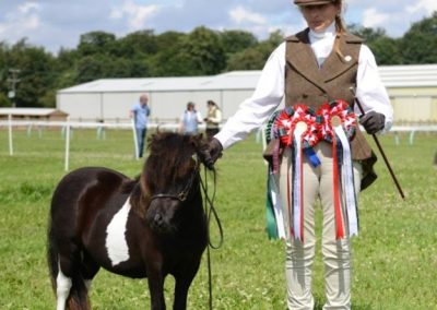 Parlington Delilah; 1st yearling Miniature champion Shetland Youngstock champion Reserve Overall Mini/Standard Shetland Champion