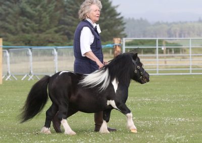 Hjaltland Thor. Champion Miniature Shetland Pony