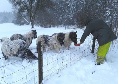 Welcoming feed in 2018 snowstorm.