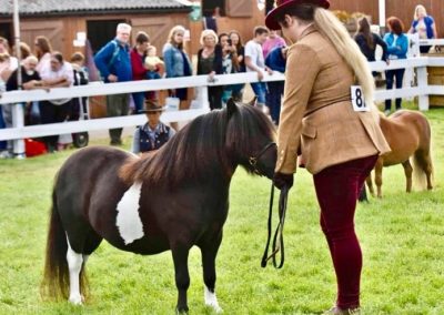 The Great Yorkshire Show 2019 - Parlington Delilah 1st Miniature filly/gelding 2/3yr old