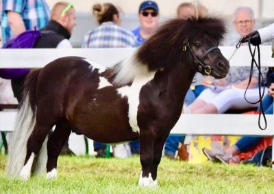 Blazefield Thomas II (Stallion) - 1st Mini Shet 4yrs + , 1st Mix Standard /Mini Other colours. - Overall Shetland Champion winning The FBS Shetland Trophy