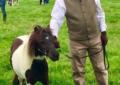 A wonderful day out to Aldborough & Boroughbridge Show 2019 - Jungle Tiger Doll winning a very well attended yearling class.