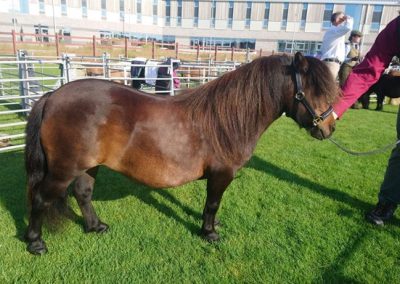 Foula Lightsome 12 yrs, 2nd mini yeld at Breed Show 2019 in Shetland