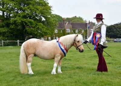 Lisa Weaver’s Nicotiana Snow Sox taking overall In-hand Champion at Plumpton