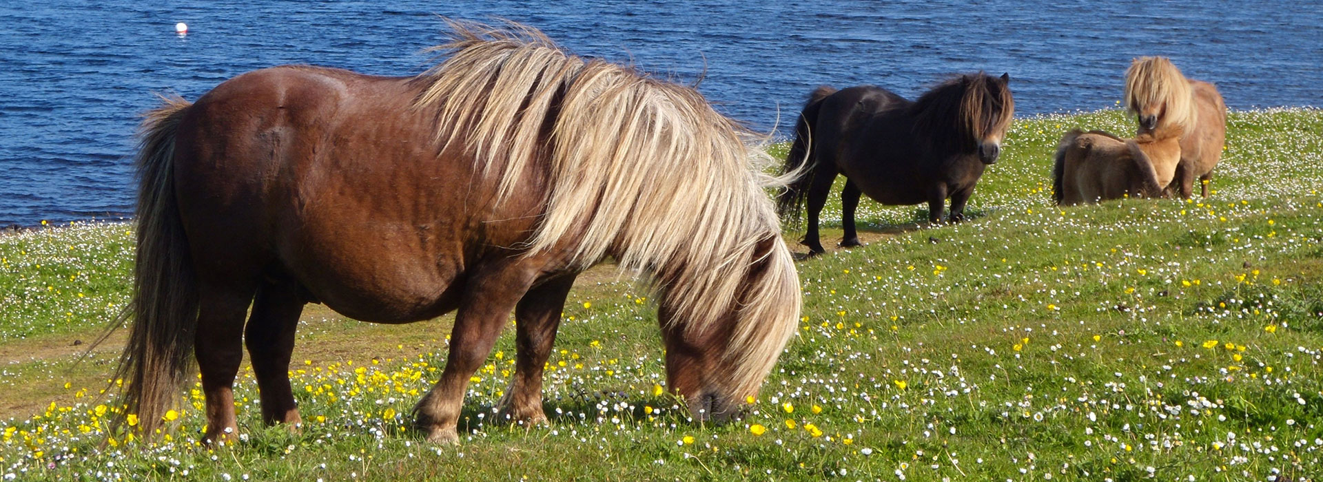 Brindister-ponies-hdr2