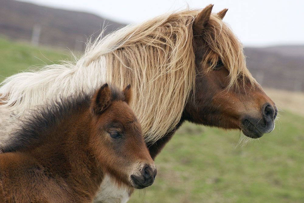 (c) Shetlandponystudbooksociety.co.uk